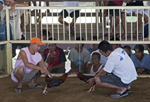 Matching cockerels before a cock fight Palawan Philippines Matching cockerels before a cock fight Palawan Philippines