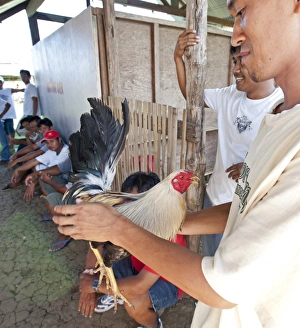 Matching cockerels before a cock fight Palawan Philippines