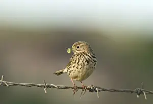Food Prints: Meadow Pipit Anthus pratensis with caterpillar for young Norfolk May