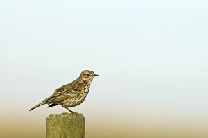 Meadow Pipit Anthus pratensis Norfolk May