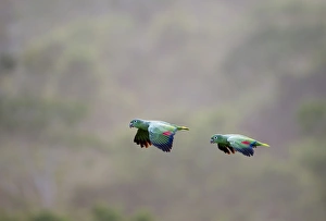 Mealy Parrot Amazona farinosa flying above the canopy of the Amazon Rainforest Tambopata Mealy Parrot Amazona farinosa flying above the canopy of the Amazon Rainforest Tambopata