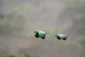Tropical Rainforest Prints: Mealy Parrot Amazona farinosa flying above the canopy of the Amazon Rainforest Tambopata