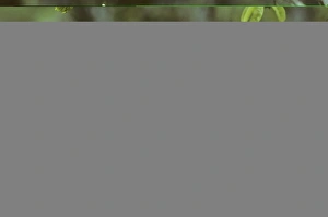 Parrot Prints: Mealy Parrot Costa Rica