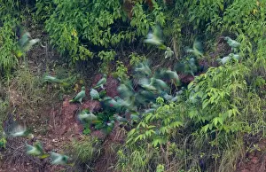 Neotropical Prints: Mealy Parrots Amazona farinosa at clay lick Tambopata Peruvian Amazon