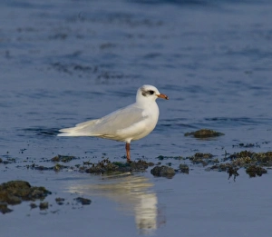 Gull Prints: Mediterranean Gull adult winter January Greece