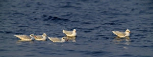 Mediterranean Gulls Larus melanocephalus winter plumage Greece January Mediterranean Gulls Larus melanocephalus winter plumage Greece January