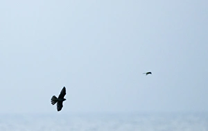 Merlin Falco columbaris chasing a migrant Grey Wagtail coming in off sea Blakeney Merlin Falco columbaris chasing a migrant Grey Wagtail coming in off sea Blakeney