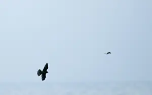 Hunting Prints: Merlin Falco columbaris chasing a migrant Grey Wagtail coming in off sea Blakeney