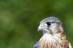 Raptor Prints: Merlin Falco columbarius close up of males head