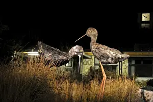 New Zealand Prints: Metal sculptures of the Black Stilt (Kaki) in the market place Twizel made by local