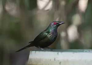 Metallic Starling Aplonis metallica bathing in garden bird bath Kingfisher Park