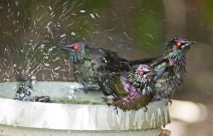 Metallic Starlings Aplonis metallica in bird bath Kingfisher Park Queensland Australia Metallic Starlings Aplonis metallica in bird bath Kingfisher Park Queensland Australia