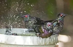 Queensland Prints: Metallic Starlings Aplonis metallica in bird bath Kingfisher Park Queensland Australia