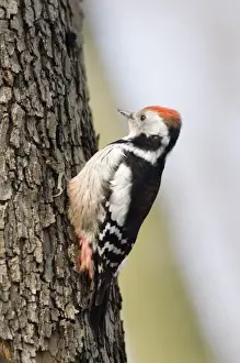 Wood Pecker Prints: Middle spotted Woodpecker Dendrocopos medius Bulgaria winter