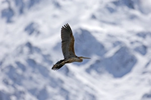 Migrant Purple Heron Ardea purpurea migrating through Great Caucasus Mountains Georgia Migrant Purple Heron Ardea purpurea migrating through Great Caucasus Mountains Georgia