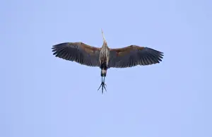 Migrant Purple Heron Ardea purpurea migrating through Great Caucasus Mountains Georgia