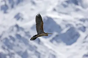 Migrating Prints: Migrant Purple Heron Ardea purpurea migrating through Great Caucasus Mountains Georgia