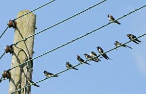 migrant Swallows Hirundo rustica on wires in village North Norfolk September migrant Swallows Hirundo rustica on wires in village North Norfolk September