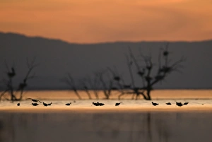 Migrant waders feeding in the Salton Sea at dusk California April Migrant waders feeding in the Salton Sea at dusk California April