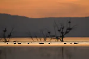 Waders Prints: Migrant waders feeding in the Salton Sea at dusk California April