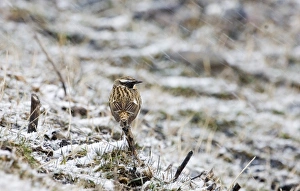 Migrant Whinchat Saxicola rubetra in blizzard Georgia April