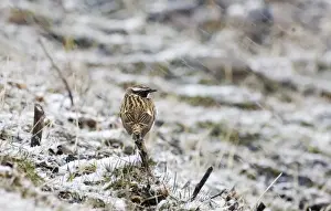 Migrant Whinchat Saxicola rubetra in blizzard Georgia April