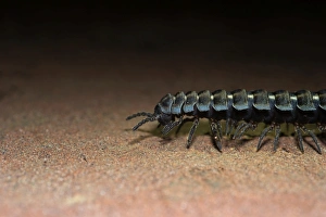 Neotropical Prints: Millipede Barydesmus sp. Amazon Rainforest Peru