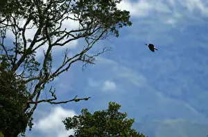 Philippines Prints: Mindanao Hornbill (Mindanao Tarictic) Penelopides affinis Mt Kitanglad Mindanao Philippines