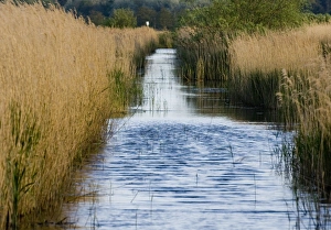 Minsmere Suffolk May