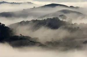 Trees Prints: Mist shrouded lowland rainforest at dawn Soberiana NP Panama