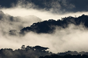 Mist shrouded lowland rainforest viewed from rooftop platform on the Canopy Tower Mist shrouded lowland rainforest viewed from rooftop platform on the Canopy Tower