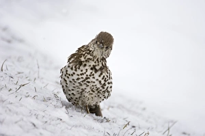Images Dated 24th April 2006: Mistle Thrush Norfolk winter