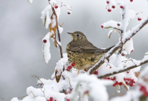 Mistle Thrush Turdus viscivorus feeding on berries in garden in snow Norfolk winter Mistle Thrush Turdus viscivorus feeding on berries in garden in snow Norfolk winter