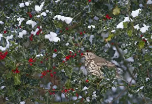 Garden Bird Prints: Mistle Thrush Turdus viscivorus feeding on holly berries Norfolk December