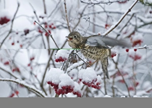 Mistle Thrush Turdus viscivorus feeding on Rowan berries in snow Norfolk December Mistle Thrush Turdus viscivorus feeding on Rowan berries in snow Norfolk December
