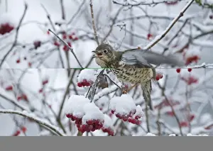 Snowing Prints: Mistle Thrush Turdus viscivorus feeding on Rowan berries in snow Norfolk December