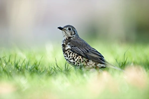 Garden Prints: Mistle Thrush Turdus viscivorus in garden Norfolk UK