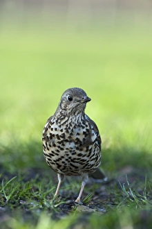 Mistle Thrush Turdus viscivorus in garden Norfolk UK