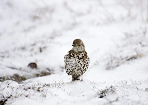 Urban Prints: Mistle Thrush Turdus viscivorus UK winter