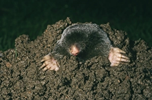 Mammal Prints: Mole emerging from mole hill (captive)