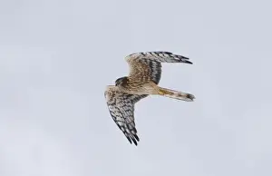 Harrier Prints: Montagus Harrier Circus pygargus female migrating through blizzard Great Caucasus