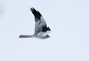 Montagus Harrier circus pygargus male migrating through Caucusus Mountains in Georgia Montagus Harrier circus pygargus male migrating through Caucusus Mountains in Georgia