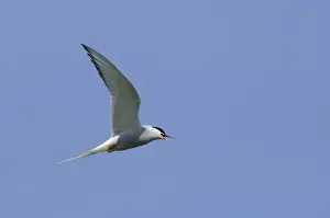 Montagus Harrier circus pygargus male migrating through Caucusus Mountains in Georgia