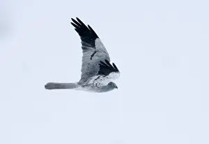 Montagus Harrier circus pygargus male migrating through Caucusus Mountains in Georgia