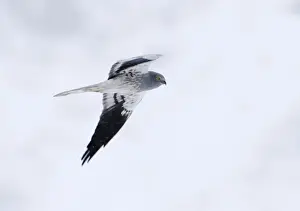 Montagus Harrier circus pygargus male migrating through Caucusus Mountains in Georgia