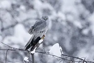 Montagus Harrier circus pygargus male migrating through Caucusus Mountains in Georgia