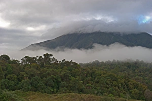 Montane forest and grassland at Tari Gap (9000ft) Southern Highlands Papua New Guinea Montane forest and grassland at Tari Gap (9000ft) Southern Highlands Papua New Guinea