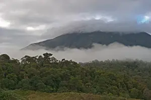 Pacific Prints: Montane forest and grassland at Tari Gap (9000ft) Southern Highlands Papua New Guinea