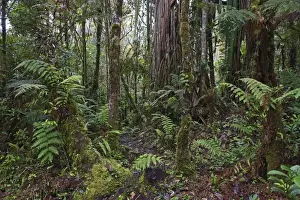 Pacific Prints: Montane Rainforest around Mt Hagen in Western Highlands of Papua New Guinea