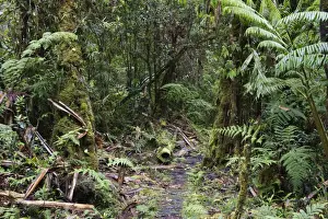 Montane Rainforest around Mt Hagen in Western Highlands of Papua New Guinea